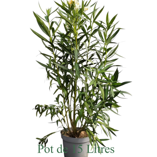 Laurier rose splendens variegata