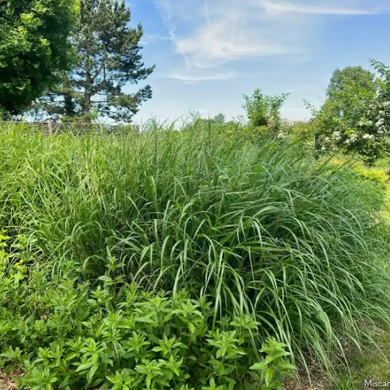 Miscanthus 'Miscanvert'