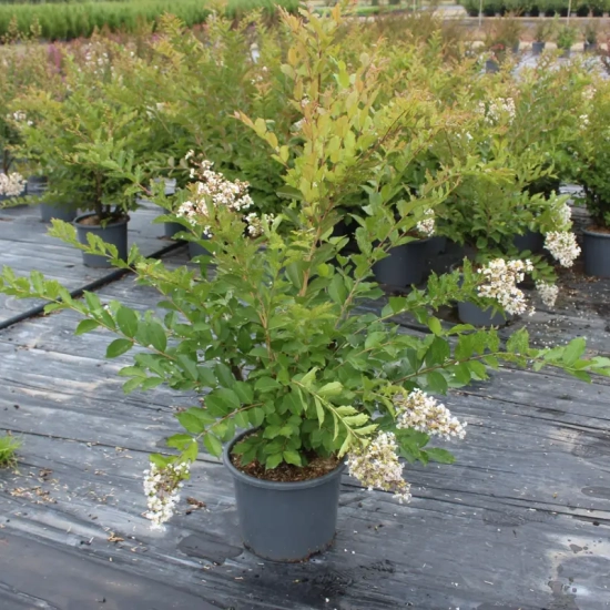 Lilas des indes 'Natchez'