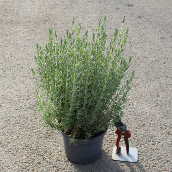 Lavande papillon 'The princess'