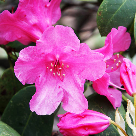Azalée japonaise 'Carnival rose soutenu'