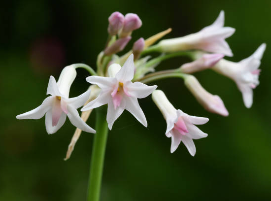 Ail d'Afrique à fleurs blanches