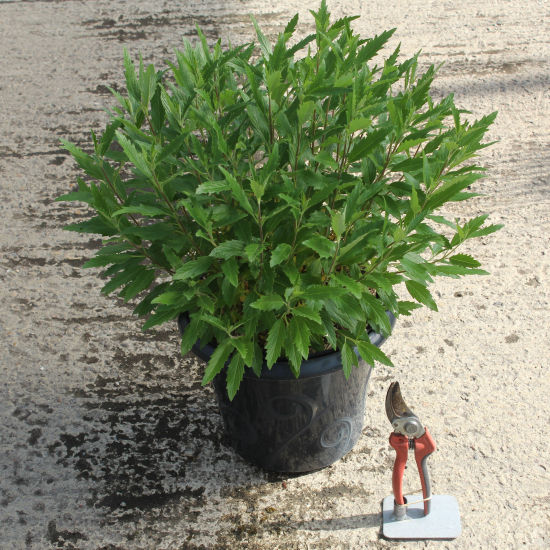 Caryopteris Grand Bleu