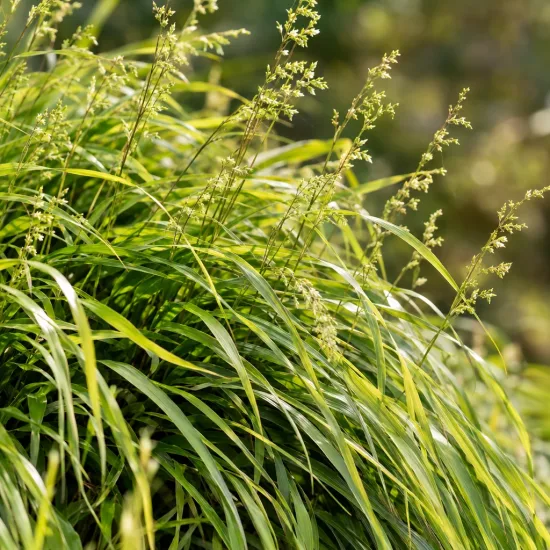 Herbe du japon (Hakonechloa macra) — touffe de feuilles arquées avec panicules florales · Photo d'illustration