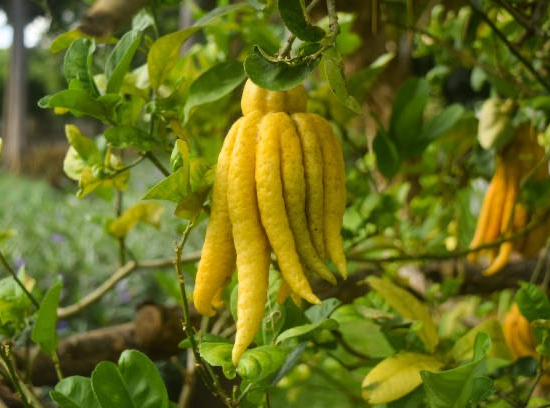 Citron Main de Bouddha