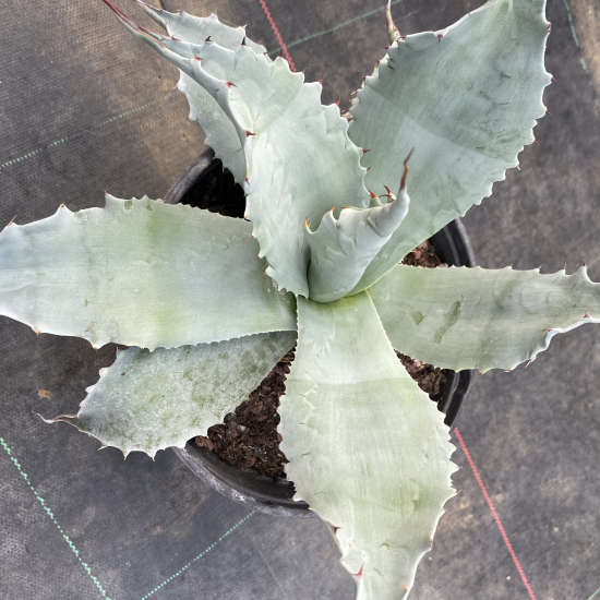 Agave à feuilles ovales 'Vanzie'