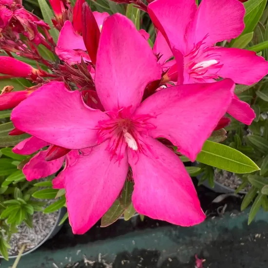 Laurier rose 'Ville de Sernhac' (Nerium oleander) — gros plan de fleurs rose vif ouvertes