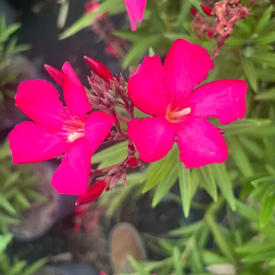 Laurier rose 'Maestro' (Nerium oleander) — gros plan de fleurs simples rose vif