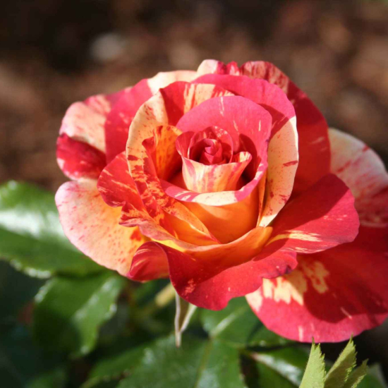Rosier 'Alfred sisley '