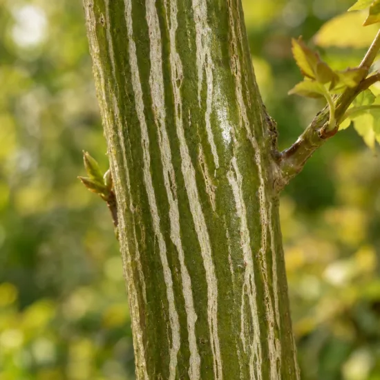 Érable à peau de serpent (Acer pensylvanicum)