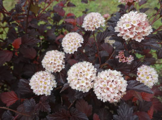 Physocarpe 'Little jocker'