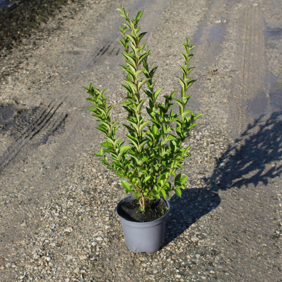 Troène de californie