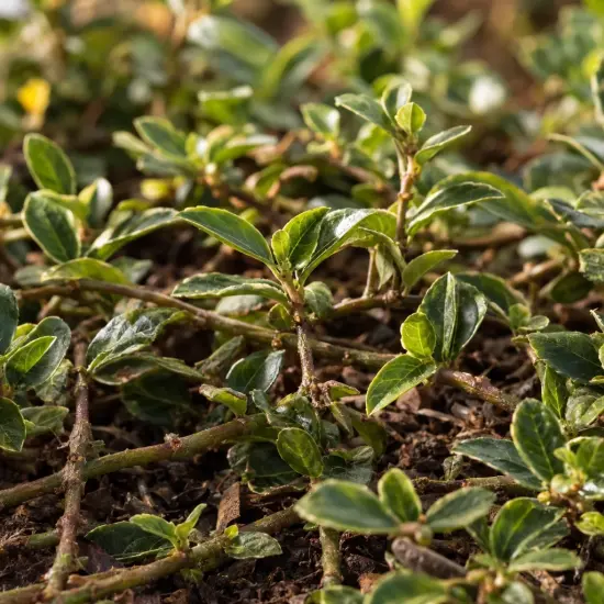 Fusain de fortune 'Radicans' (Euonymus fortunei) — tiges rampantes couvertes de petites feuilles lustrées