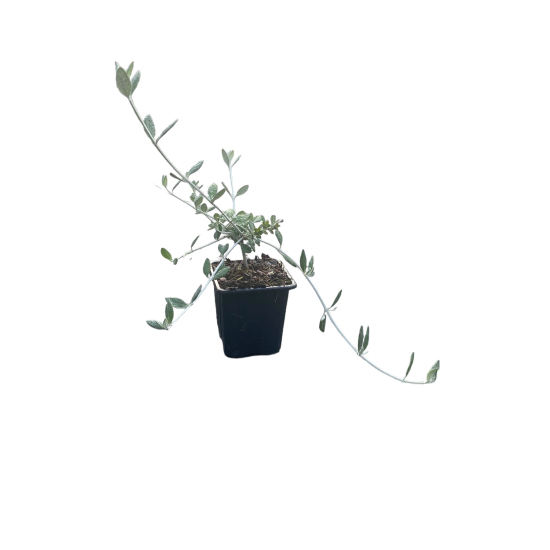 Teucrium chamaedrys