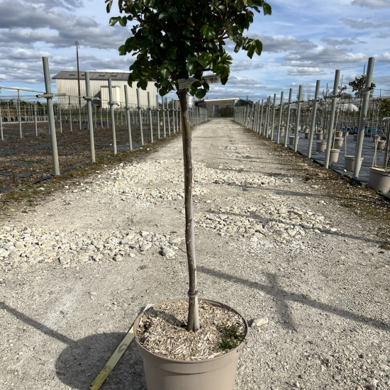 Rosier 'Dolce vita '