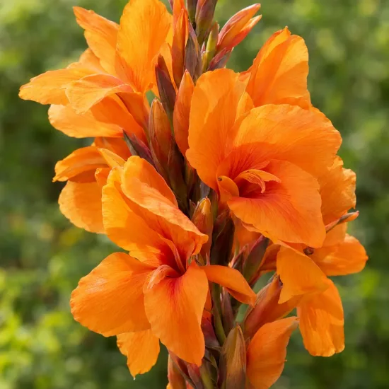 Balisier 'Bronze orange' (Canna cannova) — grappes de grandes fleurs orange sur tige