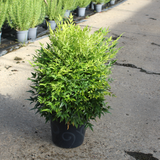 Bambou sacré 'Lemon and lime'