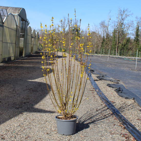 Forsythia 'Lynwood'