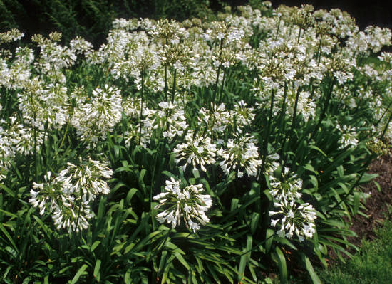 Agapanthe d'afrique 'Blanche'