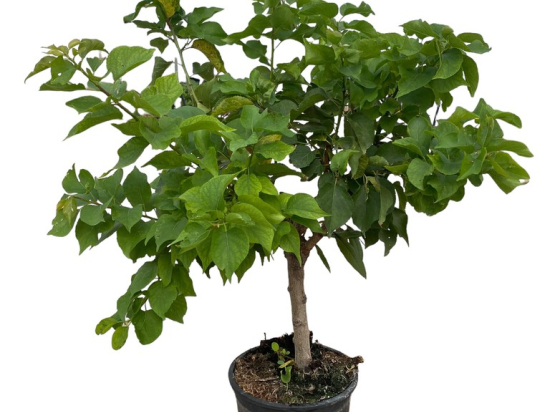 Abricotier nain