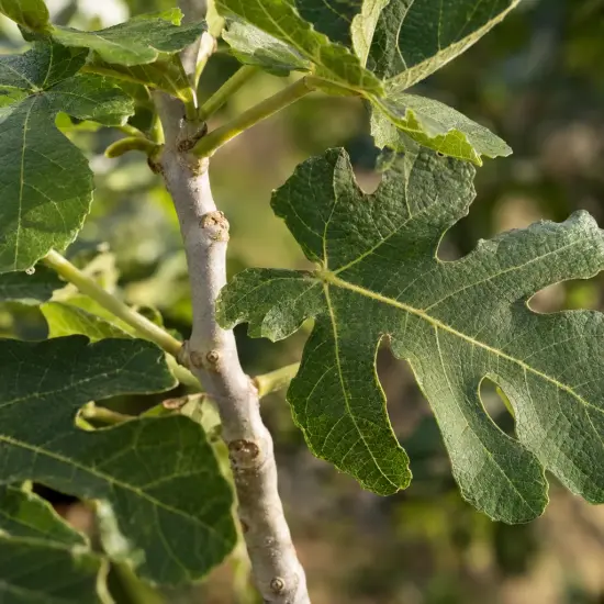 Figuier 'Violette normande' (Ficus carica) — gros plan sur feuilles lobées vertes
