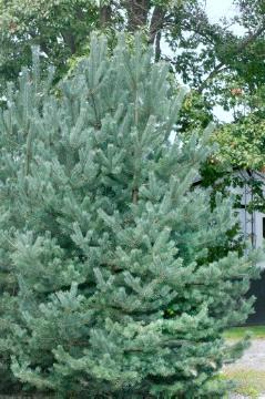 Pin sylvestre