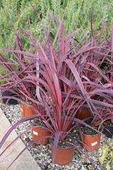 Cordyline 'Red Star'