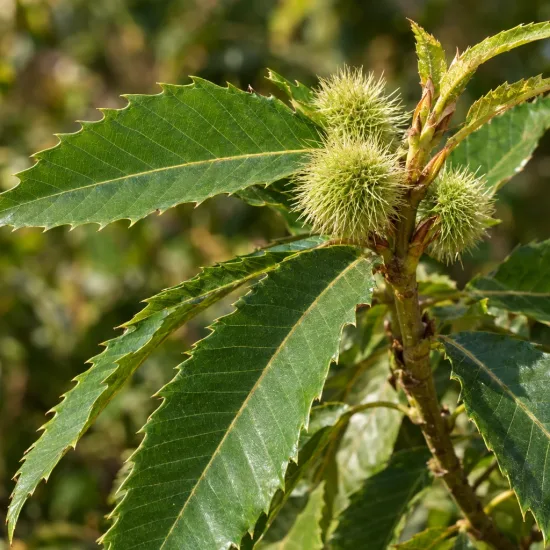 Châtaignier 'Marron de goujounac' (Castanea sativa) — rameau avec bogues hérissées et longues feuilles dentées · Photo d'illustration