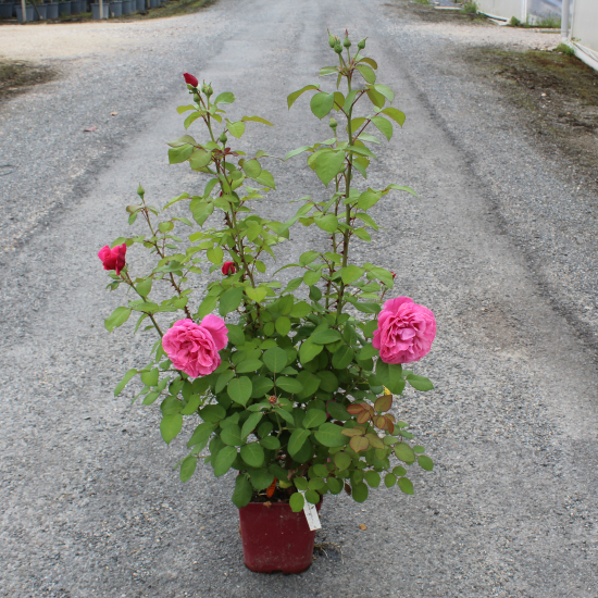 Rosier 'Line renaud  '