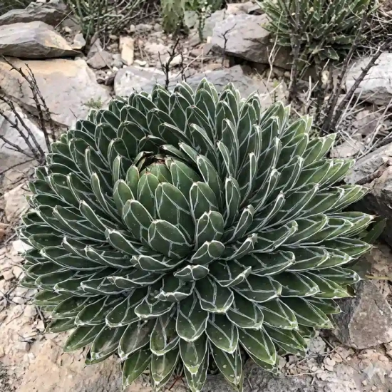 Agave  victoria reginae
