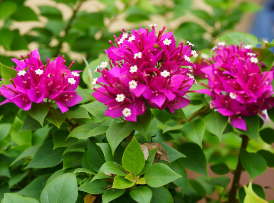 BOUGAINVILLEA mini thai