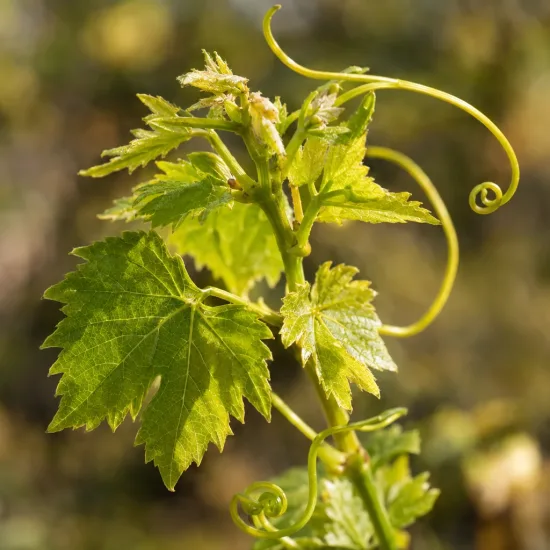 Cépage noir malbec 'Cot' (Vitis vinifera) — jeune sarment avec feuilles et vrilles · Photo d'illustration