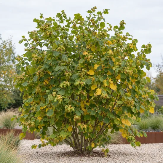 Noisetier 'Webb s prize cob' (Corylus avellana) — grand arbuste arrondi au feuillage vert jaunissant · Photo d'illustration
