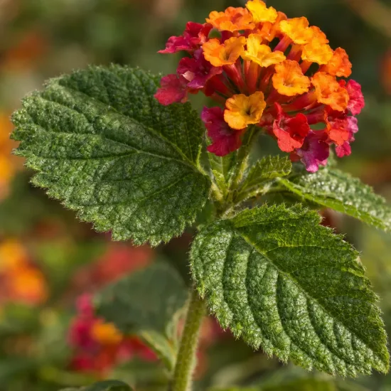 Lantanier 'Cochenille' (Lantana camara) — gros plan d'une ombelle de petites fleurs multicolores · Photo d'illustration