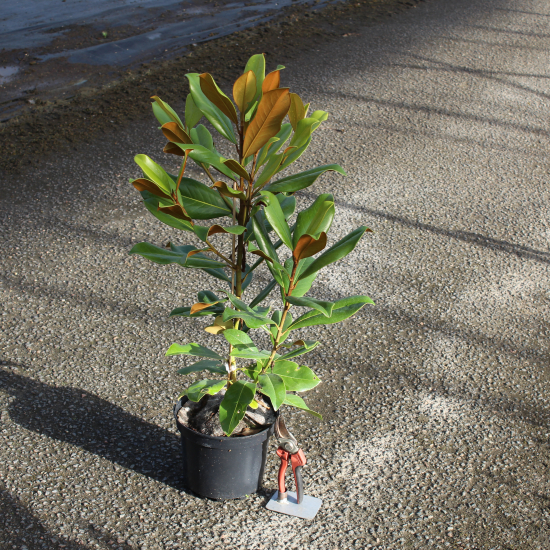 Magnolia de la galissonnière 'Galissoniere'