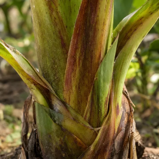 Bananier du sikkim 'Darjeeling' (Musa sikkimensis) — gros plan sur le stipe et gaines foliaires · Photo d'illustration