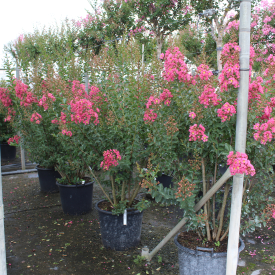 Lilas des indes 'Grand cru'