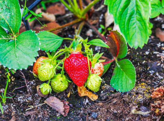 Fraisier 'Genereuse des combrailles'