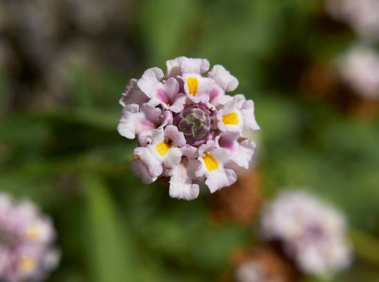 Lippia Nodiflora, Verveine du pays