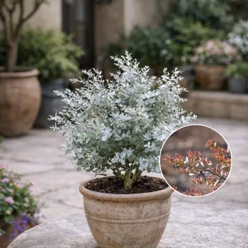 Petit eucalyptus 'Mina'