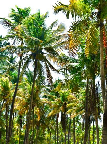 Palm d'Alexandrie