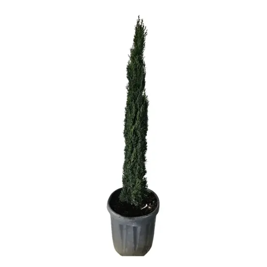 Cyprès méditerranéen 'totem' (Cupressus sempervirens) — jeune conifère très élancé en pot plastique · Pot 10L