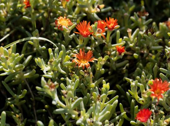 Lampranthus aurantiacus, Ficoïde orange