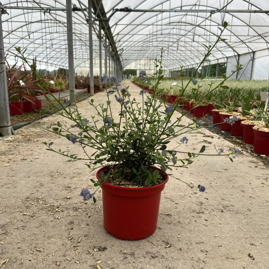 Céanothe Skylark
