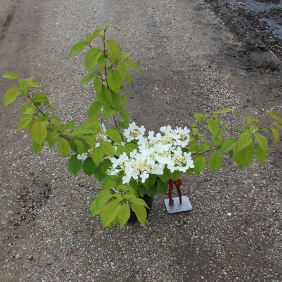 Viorne de chine 'Mariesii'