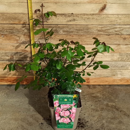 Rosier 'Centenaire de lourdes rose '