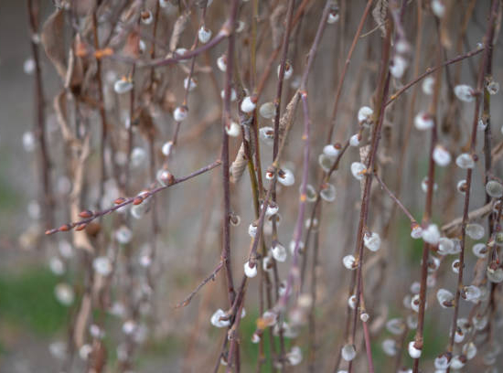 Saule marsault 'Curly locks'