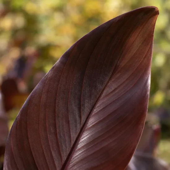 Canna pourpre 'Liberte' — gros plan sur grande feuille pourpre nervurée · Photo d'illustration