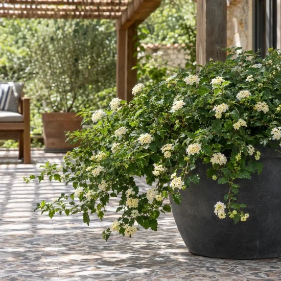 Lantanier 'Blanc' (Lantana sellowiana) — grand pot sur terrasse avec fleurs blanches · Photo d'illustration