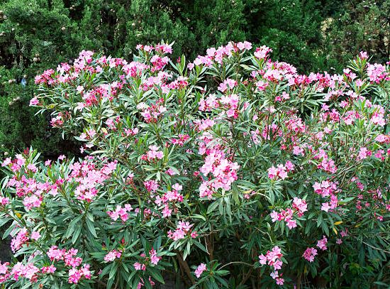 Laurier rose 'Simie'